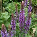 Šalvia omša vytrvalá fialovo-modré semená Charakteristické vlastnosti náročné na slnko