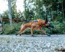 Собачий Спорт Non-Stop Dogwear Szelki 0 Non