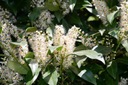 Изгородь из лавровишни Prunus laurocerasus Genolia ВЫСОКАЯ 60-80см