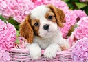 ПАЗЛ 500 EL DOG ​​PUPPY IN FLOWERS CASTORLAND