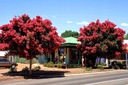 LAGERSTROEMIA RED NAJDŁUŻEJ KWITNĄCY KRZEW ŚWIATA