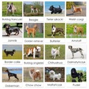 KARTY trójdzielne Montessori RASY PSÓW - 40 kart