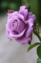 Фиолетовая крупноцветковая роза.