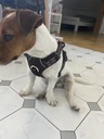 Reflexné postroje pre psa TRUELOVE HNEDÁ XL Druh výcvikový postroj/easy walk