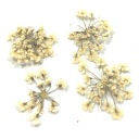 ДЕКОР СУХОЦВЕТОВ ЛЕПЕСТКИ ДЛЯ УКРАШЕНИЯ НОГТЕЙ