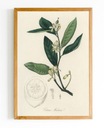 ИЗОБРАЖЕНИЕ постер Ботаник Ботанические Растения А4 #bn09