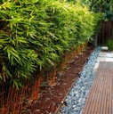 Mrazuvzdorný bambus v kvetináči na terase a balkóne do - 20 C semená Hmotnosť 0.5 g