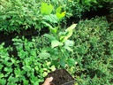 Záhradný ibištek Ružový KETMIA SÝRSKY Čínska ruža Sadenice 1L Kód výrobcu Hibiskus ogrodowy - Sadzonki P11