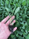 Kalarepa rozsada Brassica oleracea var. gongylodes L. Kod producenta Kalarepa