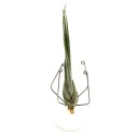 Tillandsia disticha MINI Weevil - живое растение для террариума