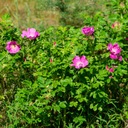 Vrásčitá ruža ROSA RUGOSA Ružová Na zľavy Na zaváraniny Sadenice C2 Krajina Poľsko