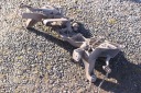 NEMO QUBO BIPPER POUTRE SUSPENSIONS BERCEAU CHÂSSIS MOTEUR 51749128photo 11