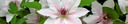 Клематис clematis ERNEST MARKHAM малиновые, бархатистые цветки.