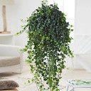 Hedera Wonder Ivy Beautiful GREEN CREEPER