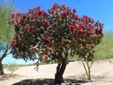 KAKTUS MRAZUVZDORNÝ CYLINDROPUNTIA IMBRICATA 3NASI