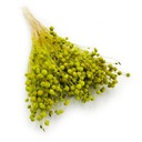 Сушеный лен - Селадон