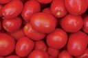 Рассада полевых томатов Ground Dyno