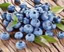 Голубика BLUECROP BEST FRUITS уже, рассада в горшке FRUIT