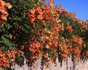 MILIN AMERICKÁ ORANGE SUMMER Campsis radicans SADENICA V NÁDOBE 2l Výrobca inna