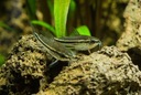 Карликовая кираса - Corydoras pygmaeus