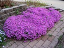 Флокс ползучий крылатый Phlox subulata