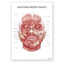 Plansza tablica anatomiczna plakat mięśnie twarzy