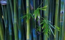Bambusové semená Dendrocalamus strictu Bambus železný Rastliny na živý plot Charakteristické vlastnosti náročné na slnko nenáročné na starostlivosť zriedkavé