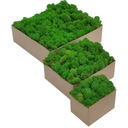 Крабовый мох Светло-зеленый Картон ПРЕМИУМ 1000г