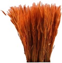 PSZENŻYTO POMARAŃCZOWE SUSZONE ZBOŻE KŁOSY PALMA