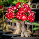 ADENIUM OBESUM XL DESERT ROSE БОЛЬШОЙ ПЛОТНЫЙ саженец 35-50 СМ