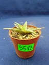 Aloe hybrid 5512p - PS1607S