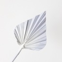 Стреловидная пальма серо-белая Хороший сорт