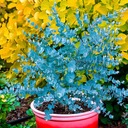 Modrý Eukalyptus vo vašej záhrade odpudzuje mušky a komáre semená Latinský názov eucalyptus