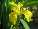 10 mag Vízi írisz (Iris pseudacorus) sárga kasvirág