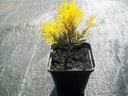 ТУИЯ AMBER GLOW THUJA OCCIDENTALIS ПОСЕВ P9