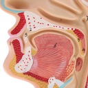 Anatomický model nosovej dutiny a hrdla človeka 1:1 Druh iný