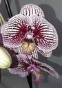 PHALENOPSIS storczyk 5