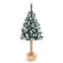 СОСНА АЛМАЗНАЯ НА СТОЛБИКЕ - 180 см