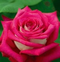 Róża wielkokwiatowa - Różowo-biała DUŻE KWIATY DONICZKA 4 LITRY Nazwa łacińska rosa