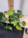 PHILODENDRON BRASIL wys 25cm 