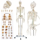 МОДЕЛЬ 501 SKELETON SKELETON 181,5 см FV В РАССРОЧКУ