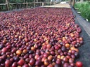 Kawa ziarnista Kawa świeżo palona Brazil Santos Waga 500 g