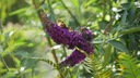 Buddleia davidii пурпурно-пурпурная MAGENTA MUNCHKIN - рассада куста-бабочки