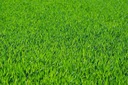 PRO COMPLEX VILA Удобрение для травы 25 кг весна лето