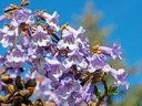 PAULOWNIA OMSZONA-CESARSKIE DRZEWKO SZCZĘŚCIA SADZONKA w P9 Rodzaj rośliny Inny