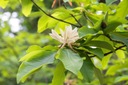 Magnolia PARASOLOWATA WYJĄTKOWA biała SADZONKA niespotykane LIŚCIE