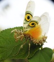 Pseudocreobotra wahlbergii Modliszka MOTYL L3 !