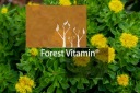 Пам'ять, Нервова Система Forest Vitamin 25G