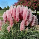 Пампасная трава розовая CORTADERIA SELLOANA 'Rose' Плотная, высокая для сада.