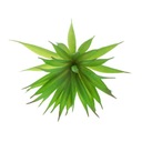 Olistenie Šťavnatý Peperomia Ferreyrae Rastl Druh rastliny Okrasná zelenina